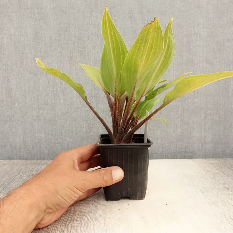 Hosta Purple Heart Godet de 9cm sample as delivered in summer