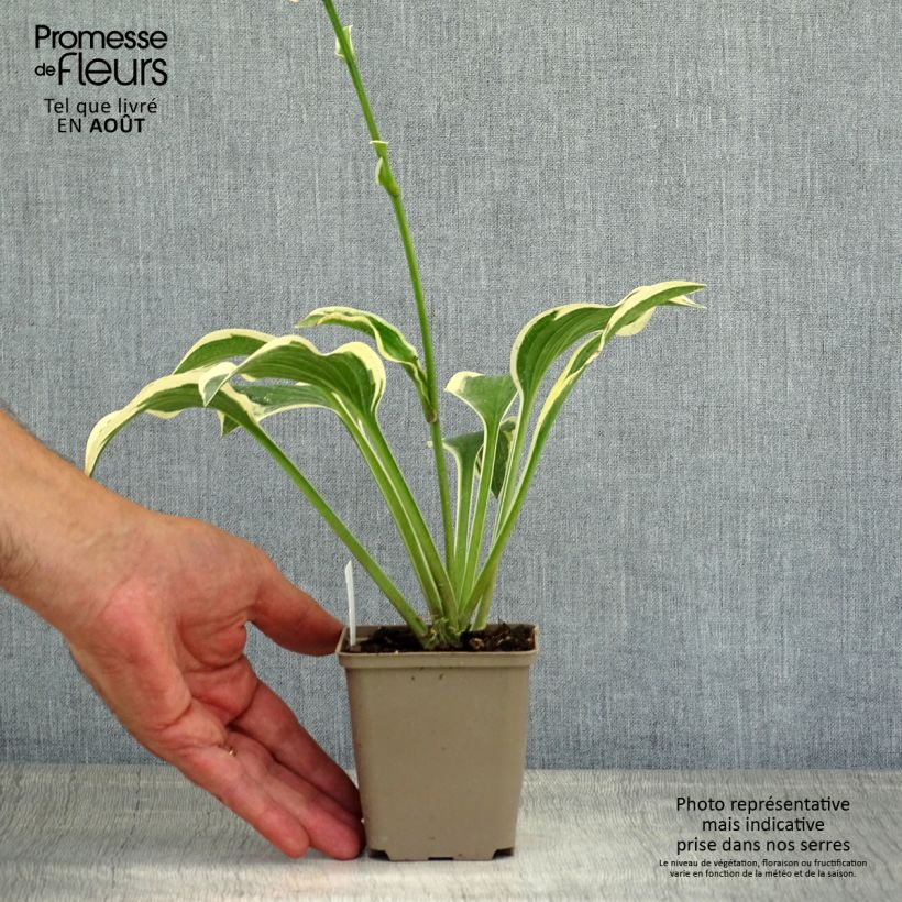 Hosta Queen Josephine Godet de 8/9 cm sample as delivered in summer