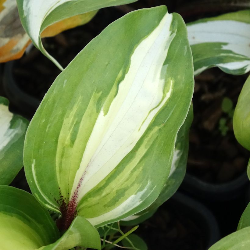 Hosta Raspberry Sundae (Foliage)