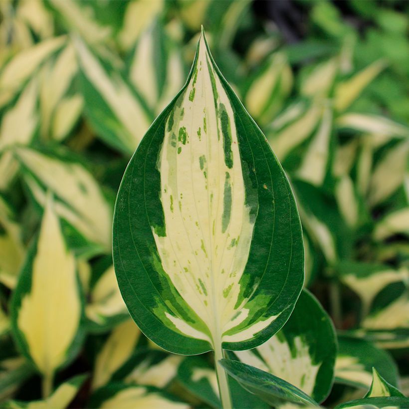 Hosta Revolution (Foliage)