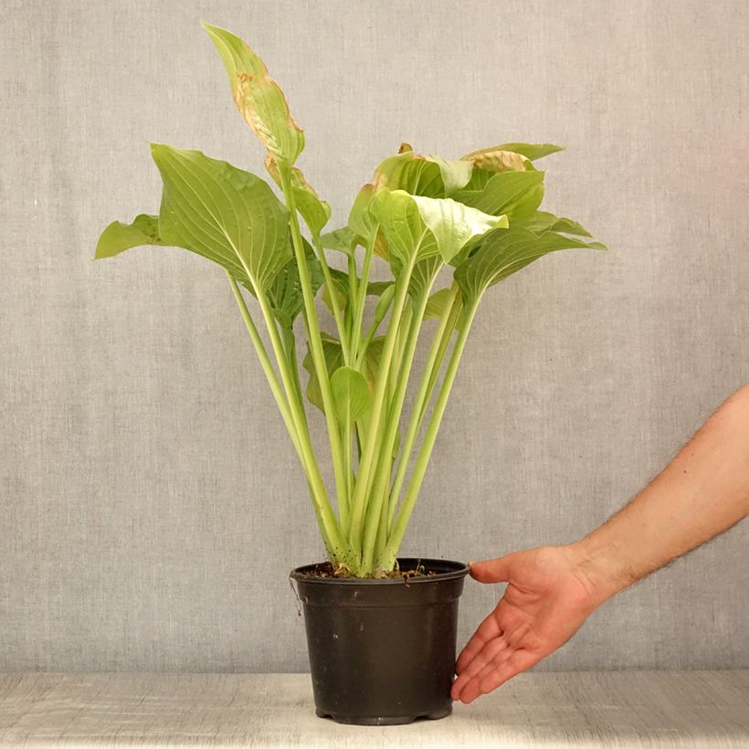 Hosta Royal Standard 2L/3L pot sample as delivered in summer