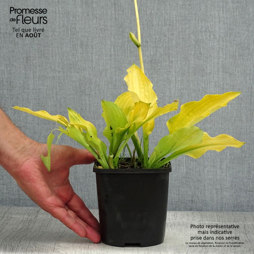 Hosta Ruffed Up Pot de 1,5L/2L sample as delivered in summer