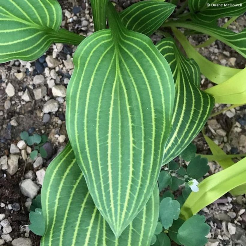 Hosta  Siberian Tiger (Foliage)