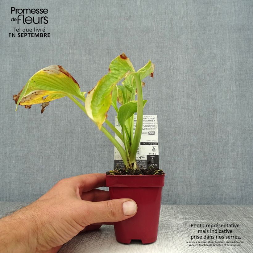 Hosta sieboldiana Frances Williams 8/9 cm pot sample as delivered in summer