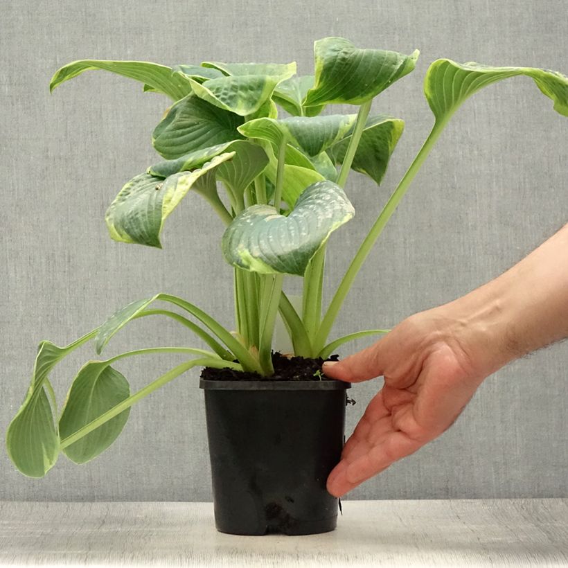 Hosta sieboldiana Frances Williams 2L/3L pot sample as delivered in summer