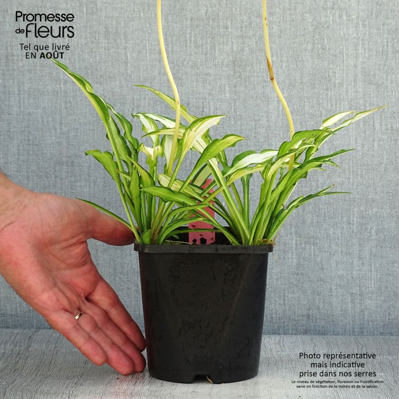Hosta  Sizzle 1.5L/2L pot sample as delivered in summer