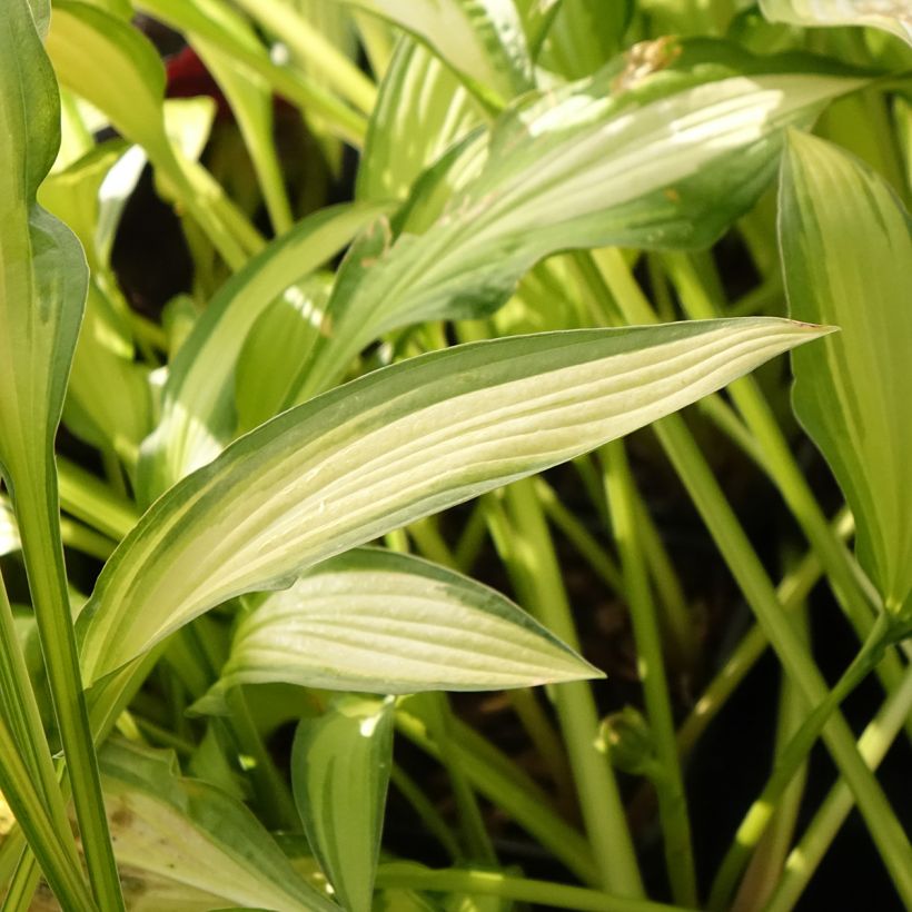 Hosta  Sizzle (Foliage)