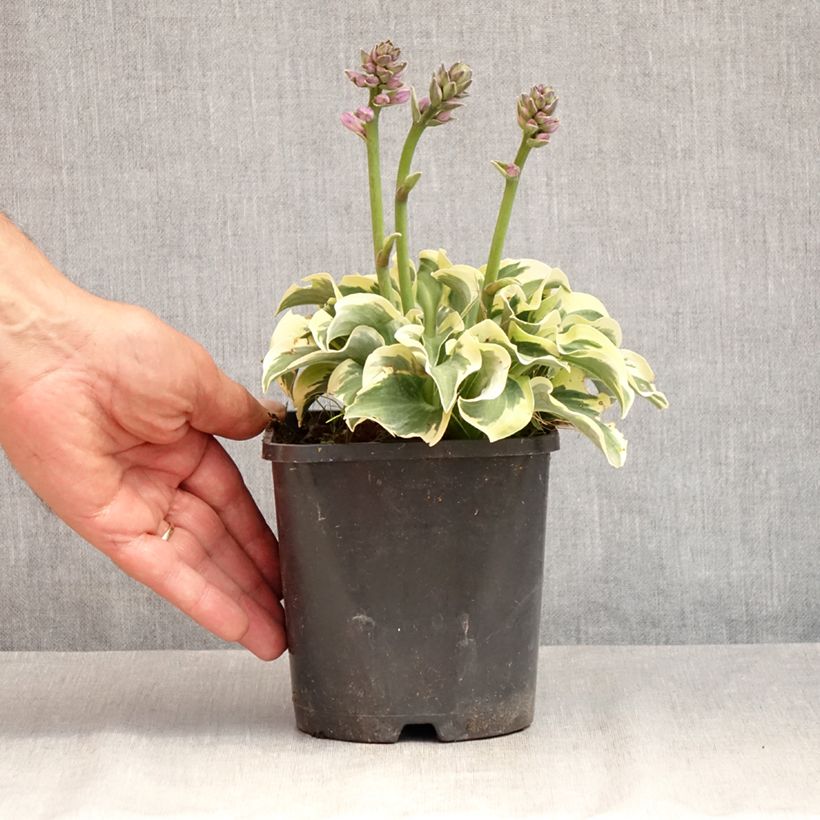 Hosta  Smiling Mouse 1.5L/2L pot sample as delivered in summer