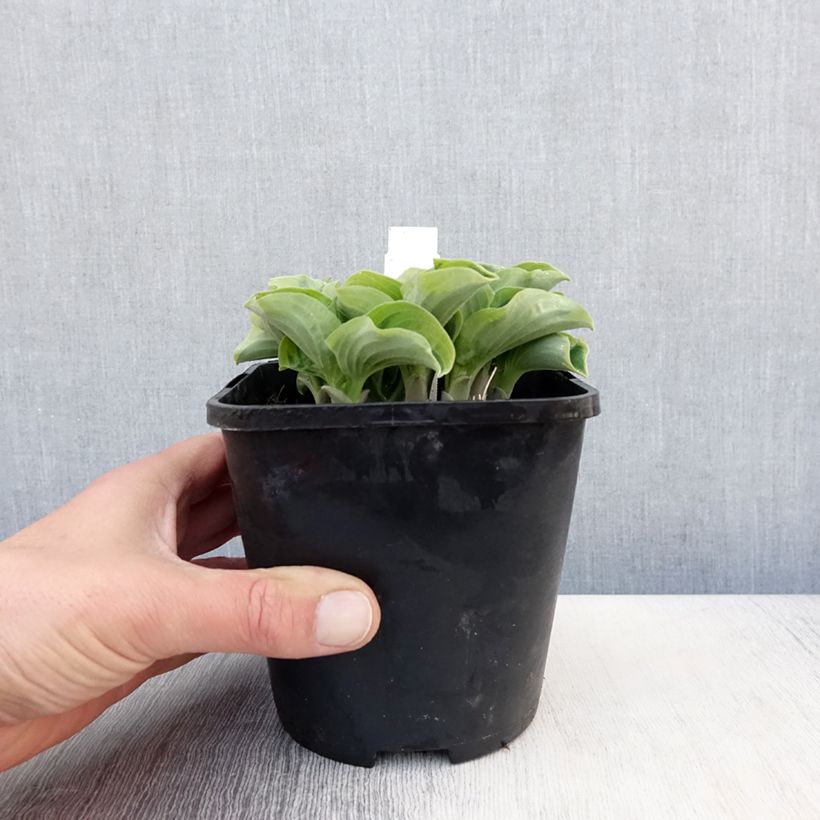 Hosta  Smiling Mouse 1.5L/2L pot sample as delivered in spring