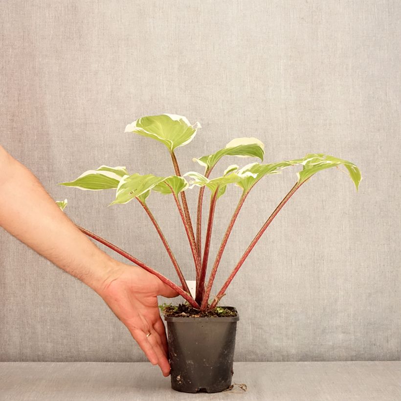 Hosta Sorbet 1.5L/2L pot sample as delivered in summer