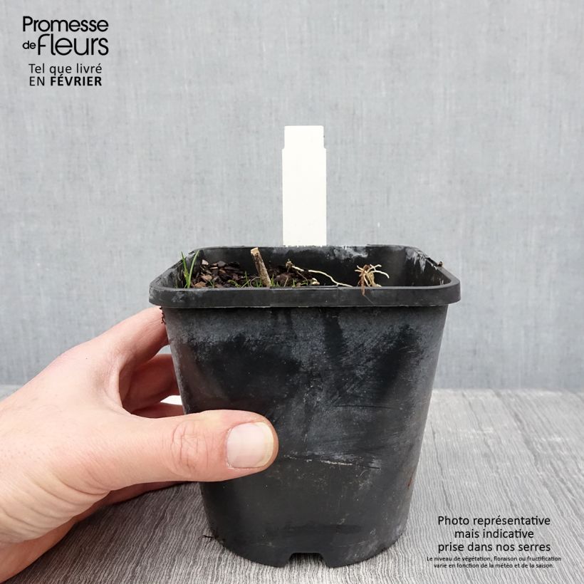 Hosta Sorbet Pot de 1,5L/2L sample as delivered in winter