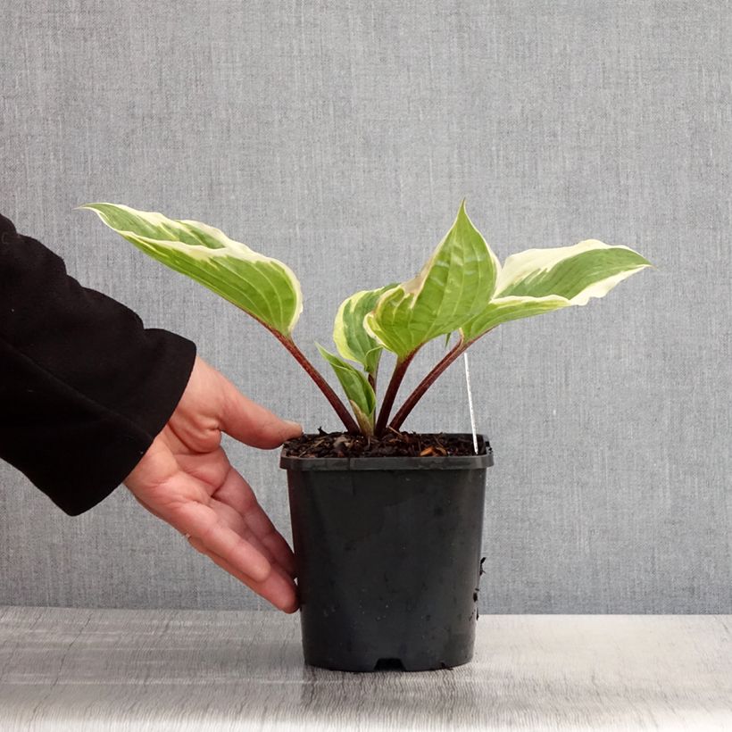 Hosta Sorbet Pot de 1,5L/2L sample as delivered in spring
