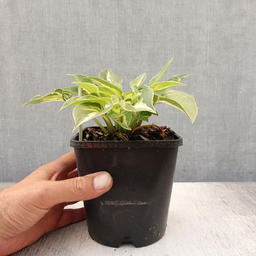 Hosta  Stand by Me 1.5L/2L pot sample as delivered in summer