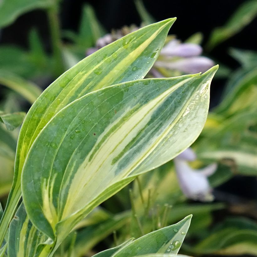 Hosta  Stand by Me (Foliage)