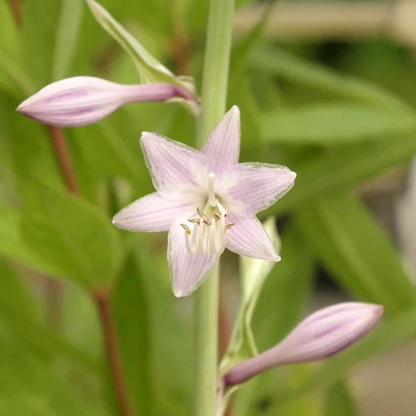 Hosta Striptease (Flowering)