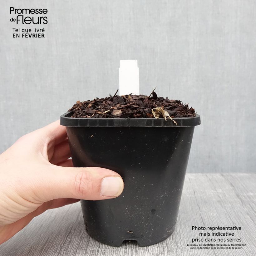 Hosta T Rex  Pot de 1,5L/2L sample as delivered in winter