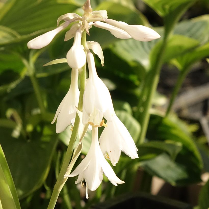 Hosta T Rex (Flowering)