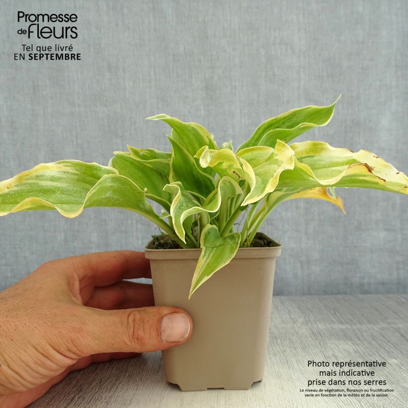 Hosta  The King 8/9 cm pot sample as delivered in summer