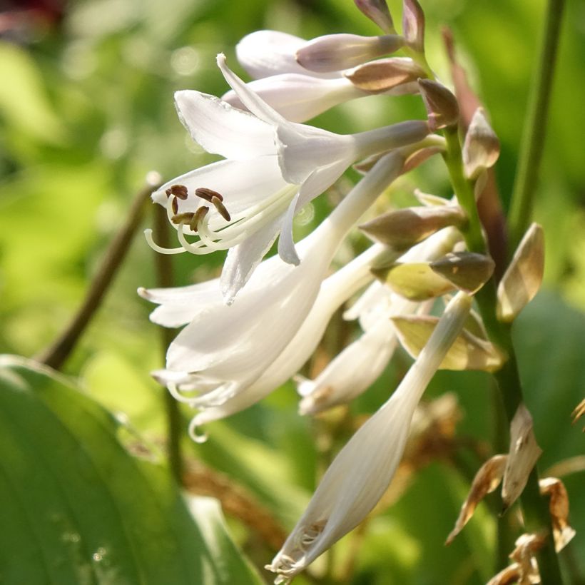 Hosta  The King (Flowering)