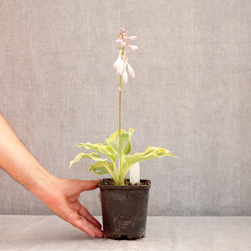 Hosta  The King 1.5L/2L pot sample as delivered in summer