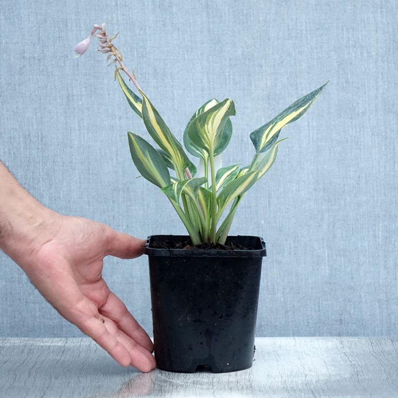 Hosta x tardiana Timeless Beauty 1.5L/2L pot sample as delivered in summer