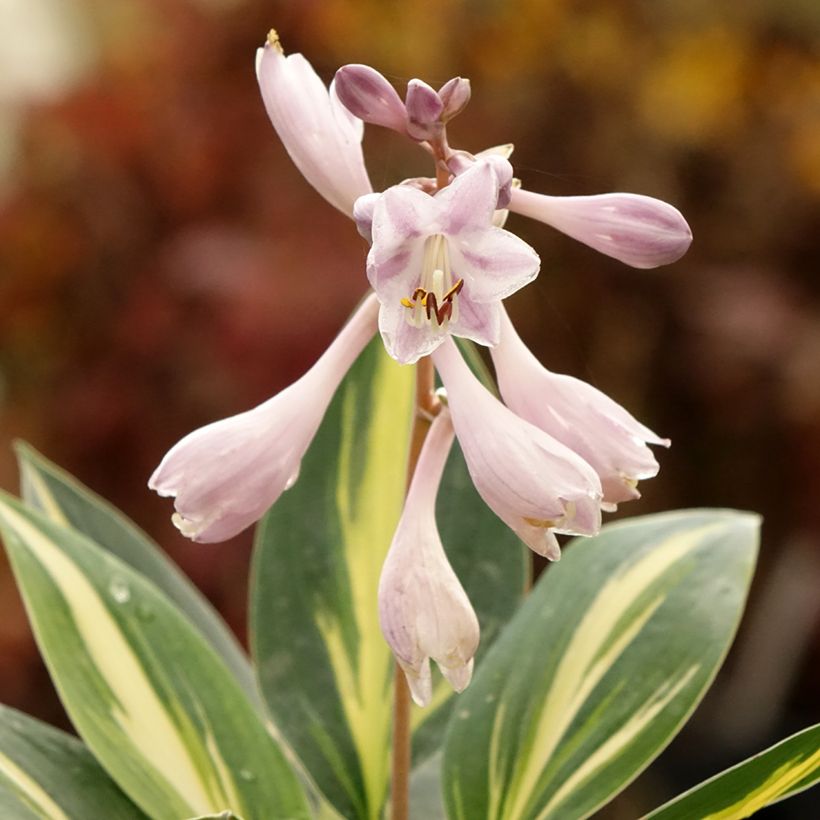 Hosta x tardiana Timeless Beauty (Flowering)