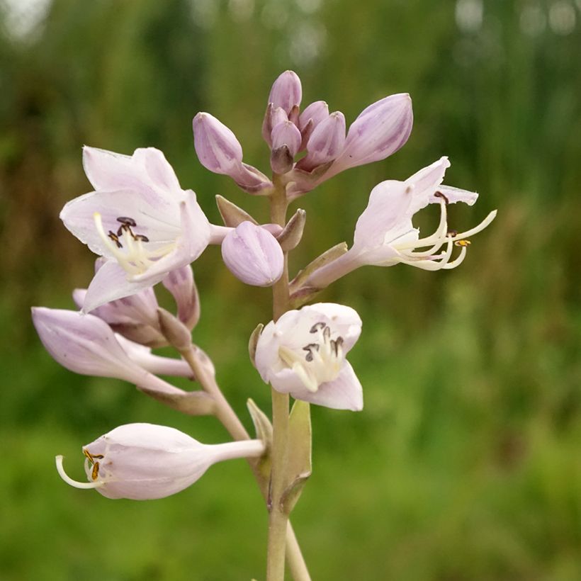 Hosta Touch Of Class (Flowering)