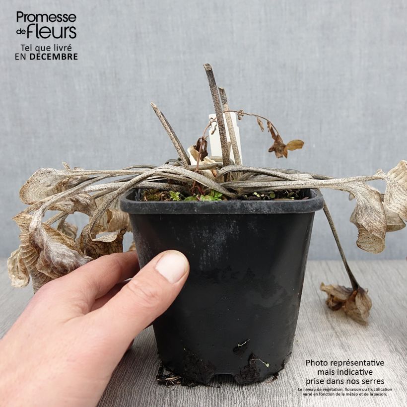 Hosta Touch Of Class Pot de 1.5L/2L sample as delivered in autumn