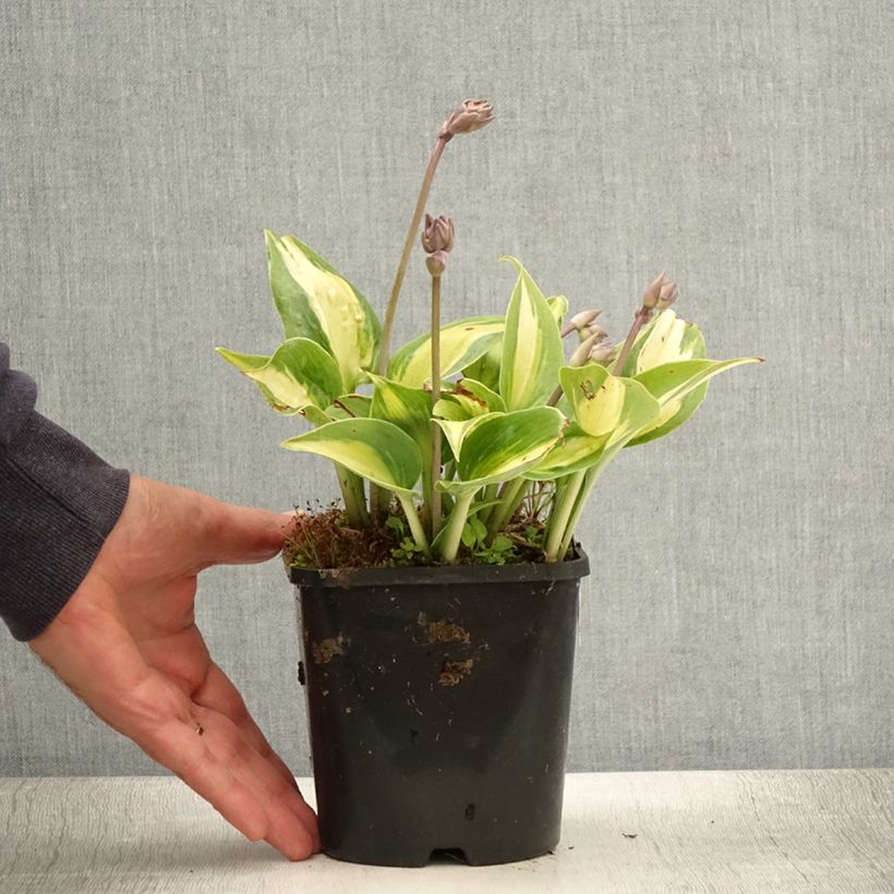 Hosta Touch Of Class Pot de 1.5L/2L sample as delivered in summer