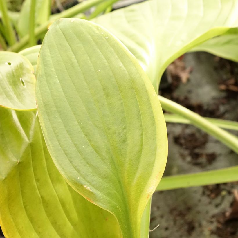 Hosta UFO (Foliage)