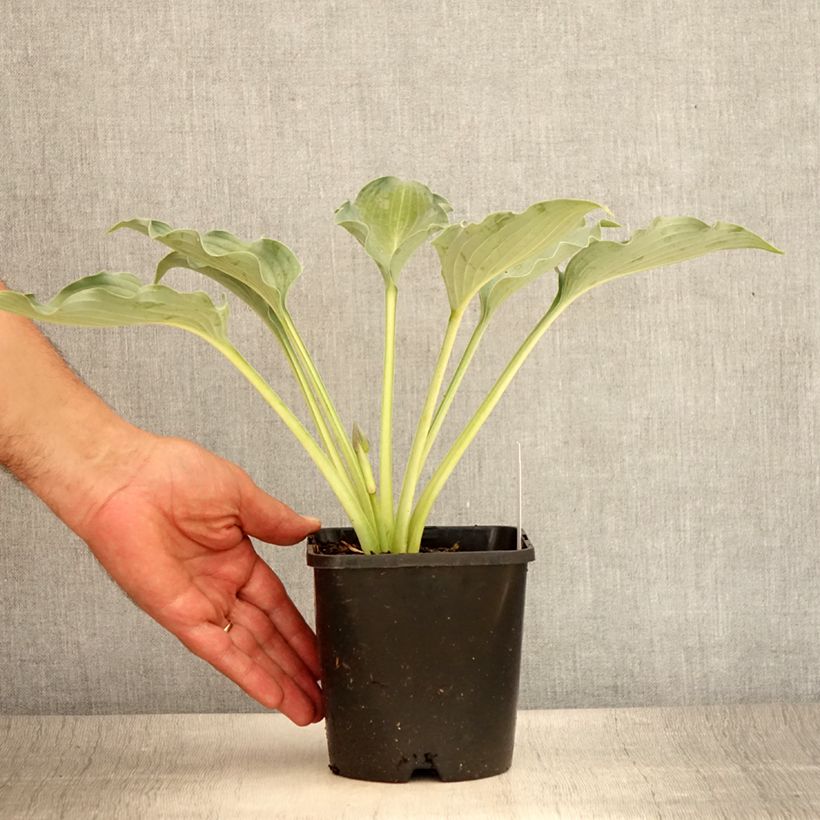 Hosta  Waterslide 1.5L/2L pot sample as delivered in summer