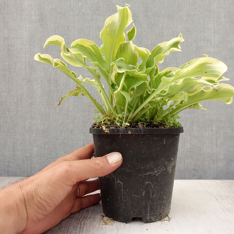Hosta Wheee! Pot de 1,5L/2L sample as delivered in summer