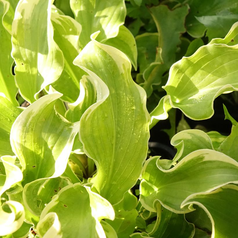 Hosta Wheee! (Foliage)