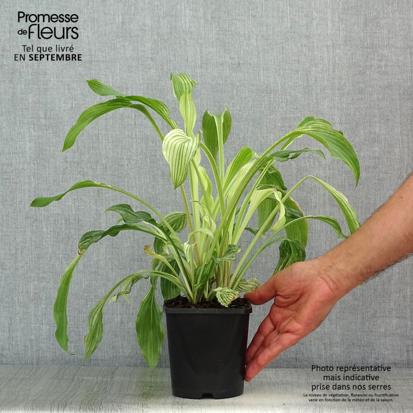 Hosta  White Feather 1.5L/2L potShipped height around 2cm sample as delivered in summer