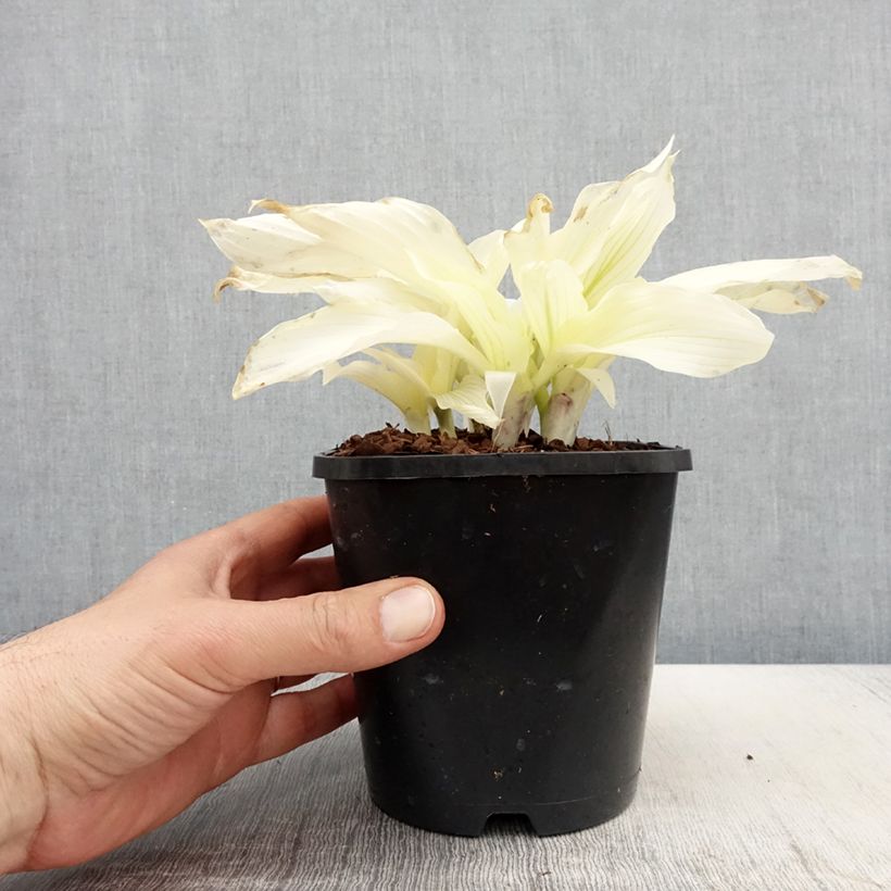 Hosta  White Feather 1.5L/2L potShipped height around 2cm sample as delivered in spring