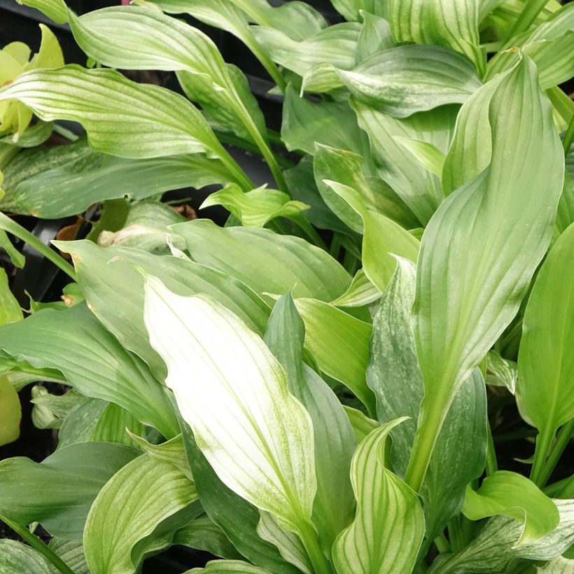 Hosta  White Feather (Foliage)