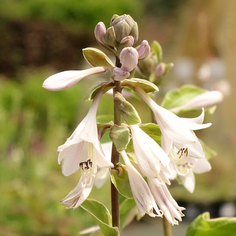 Hosta  Winter Snow (Flowering)