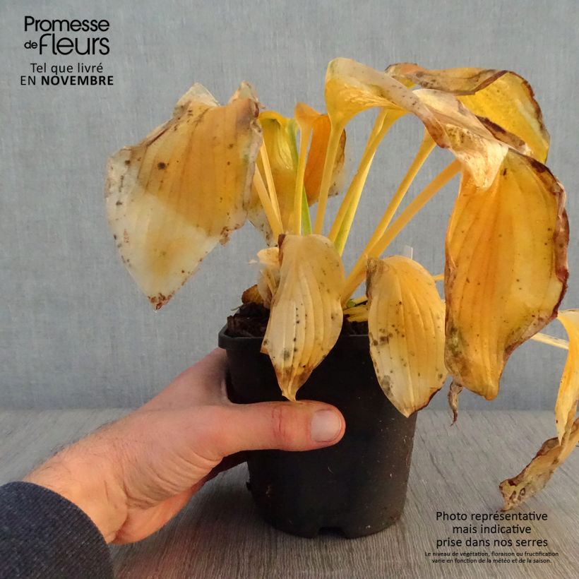 Hosta Wu-La-La Pot de 1,5L/2L sample as delivered in autumn