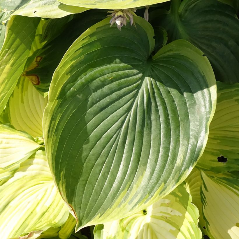 Hosta Wu-La-La - Plantain Lily (Foliage)