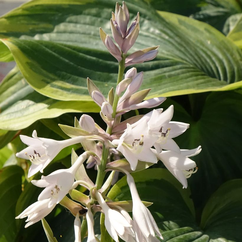 Hosta Wu-La-La - Plantain Lily (Flowering)