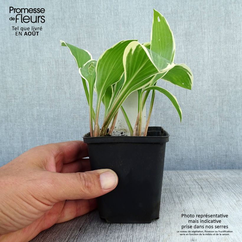 Hosta Yellow splash rim 8/9 cm pot sample as delivered in summer