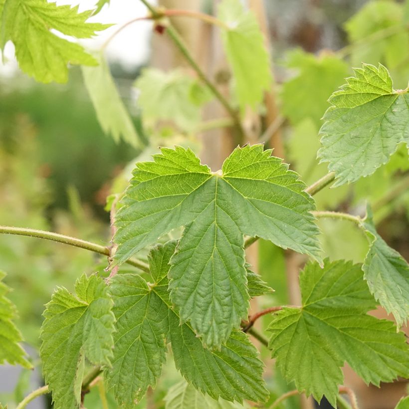 Humulus lupulus Pure - Common Hop (Foliage)