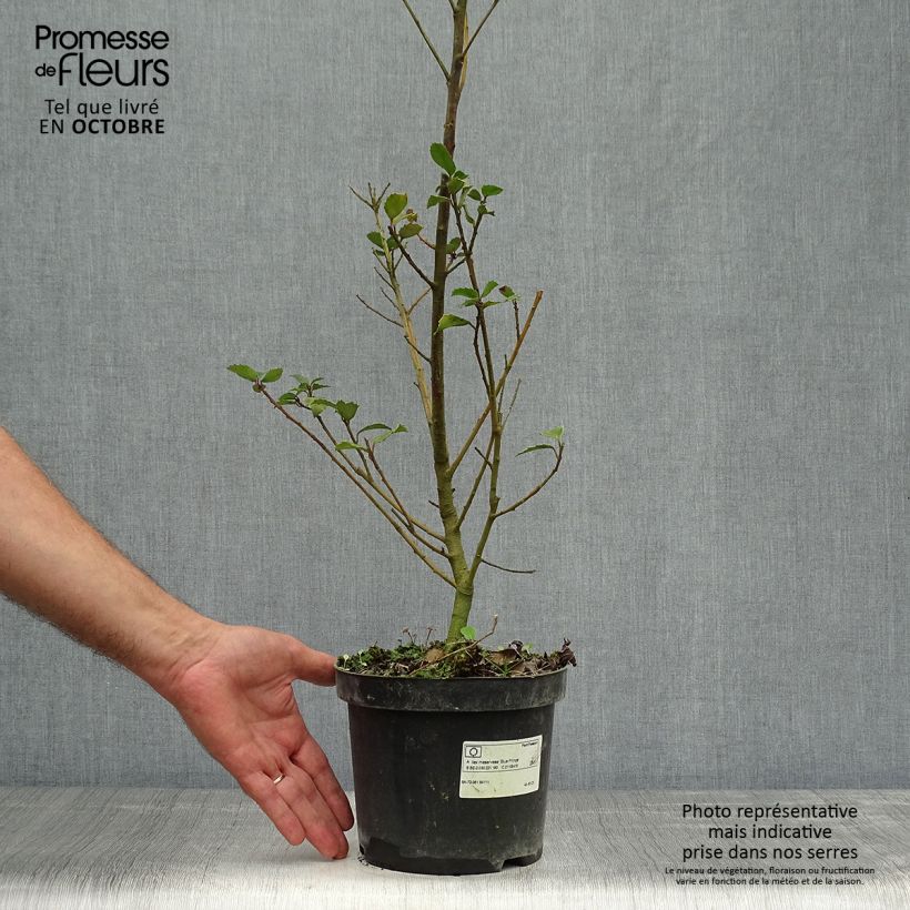 Houx américain - Ilex meserveae Blue Prince  en pot de 3L sample as delivered in autumn