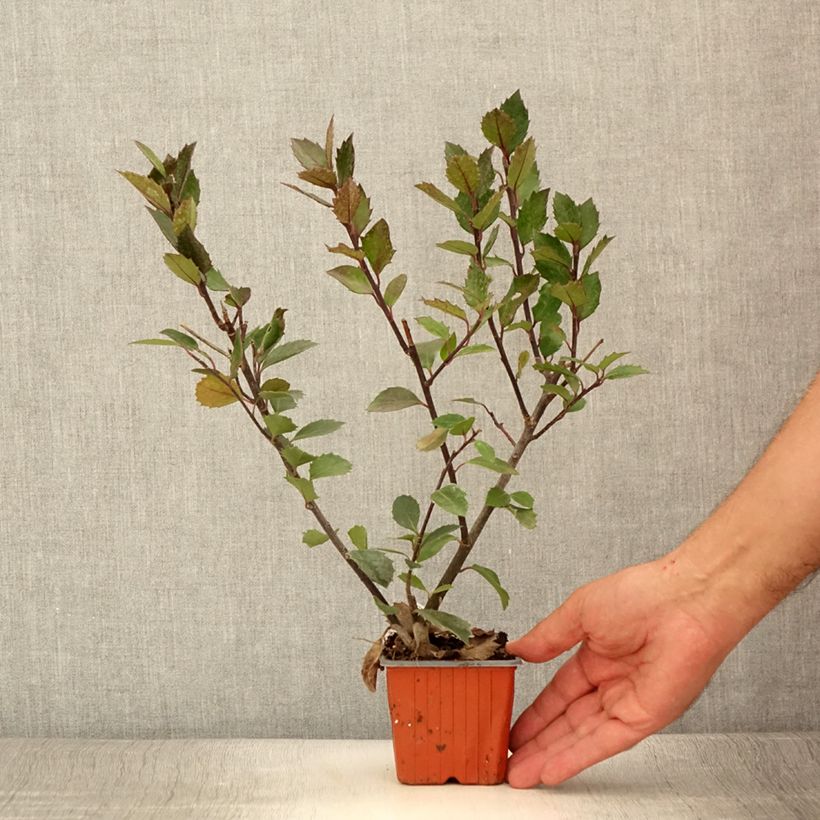 Ilex meserveae Heckenblau 8/9 cm pot sample as delivered in summer