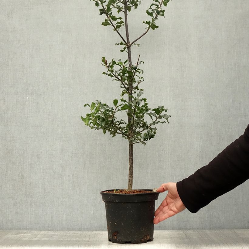 Ilex aquifolium - Common Holly 7.5L/10L pot sample as delivered in autumn