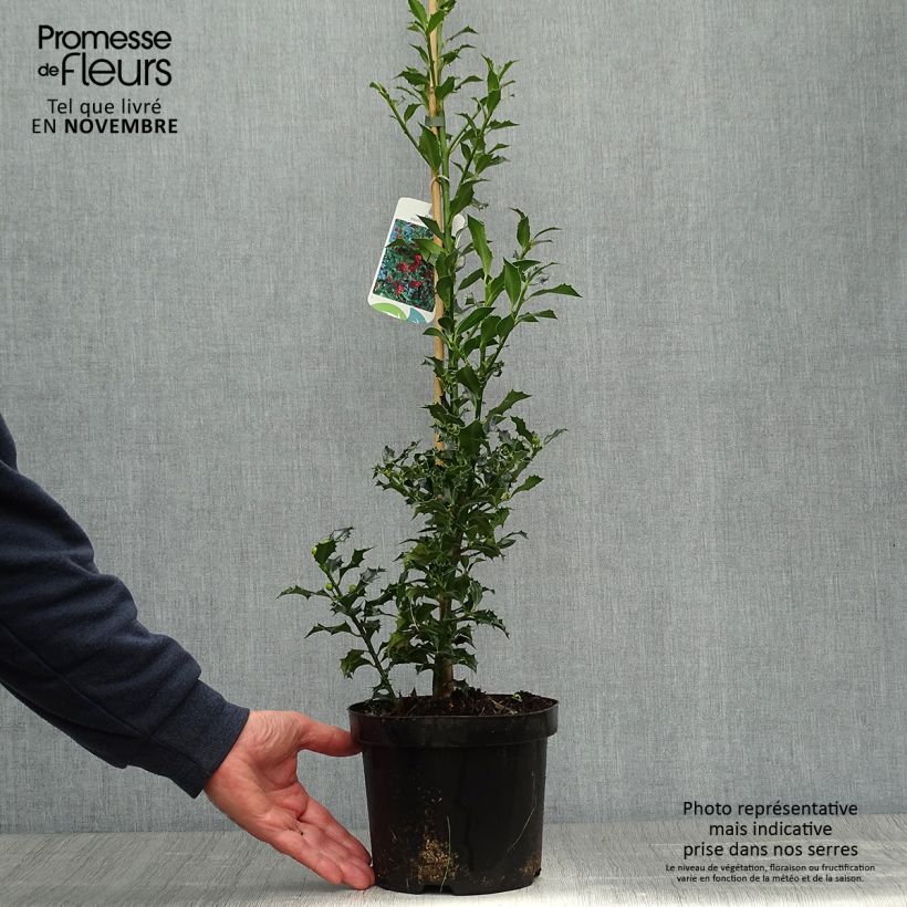 Houx commun - Ilex aquifolium Alaska Pot de 2L/3L sample as delivered in autumn