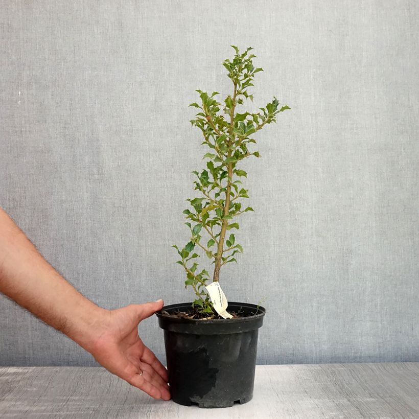 Ilex aquifolium Alaska - Common Holly 2L/3L pot sample as delivered in summer