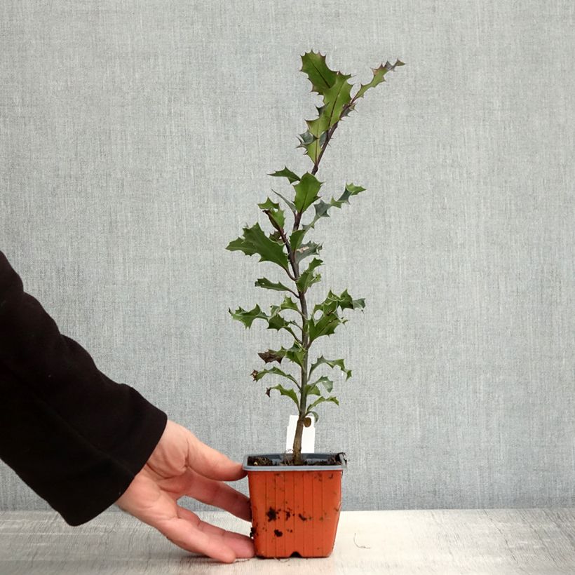 Ilex aquifolium - Common Holly 8/9 cm pot sample as delivered in autumn