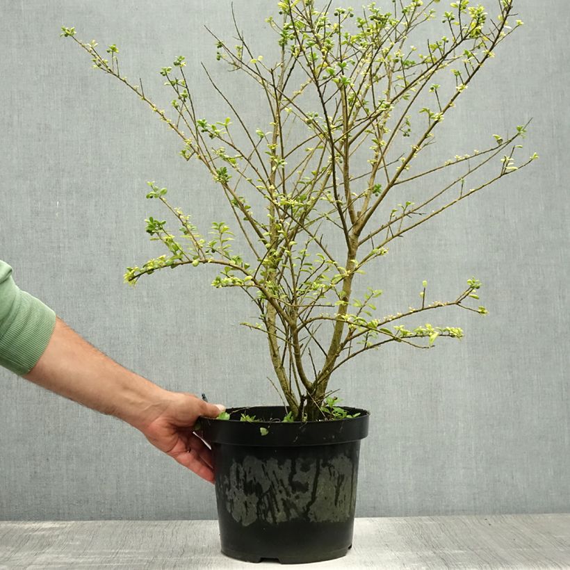 Crenate Holly - Ilex crenata Convexa 7.5L/10L pot sample as delivered in summer