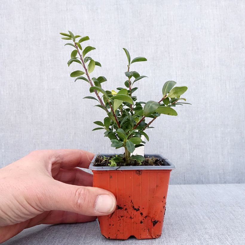 Crenate Holly - Ilex crenata Convexa 8/9 cm potShipped height around 10/15cm sample as delivered in winter